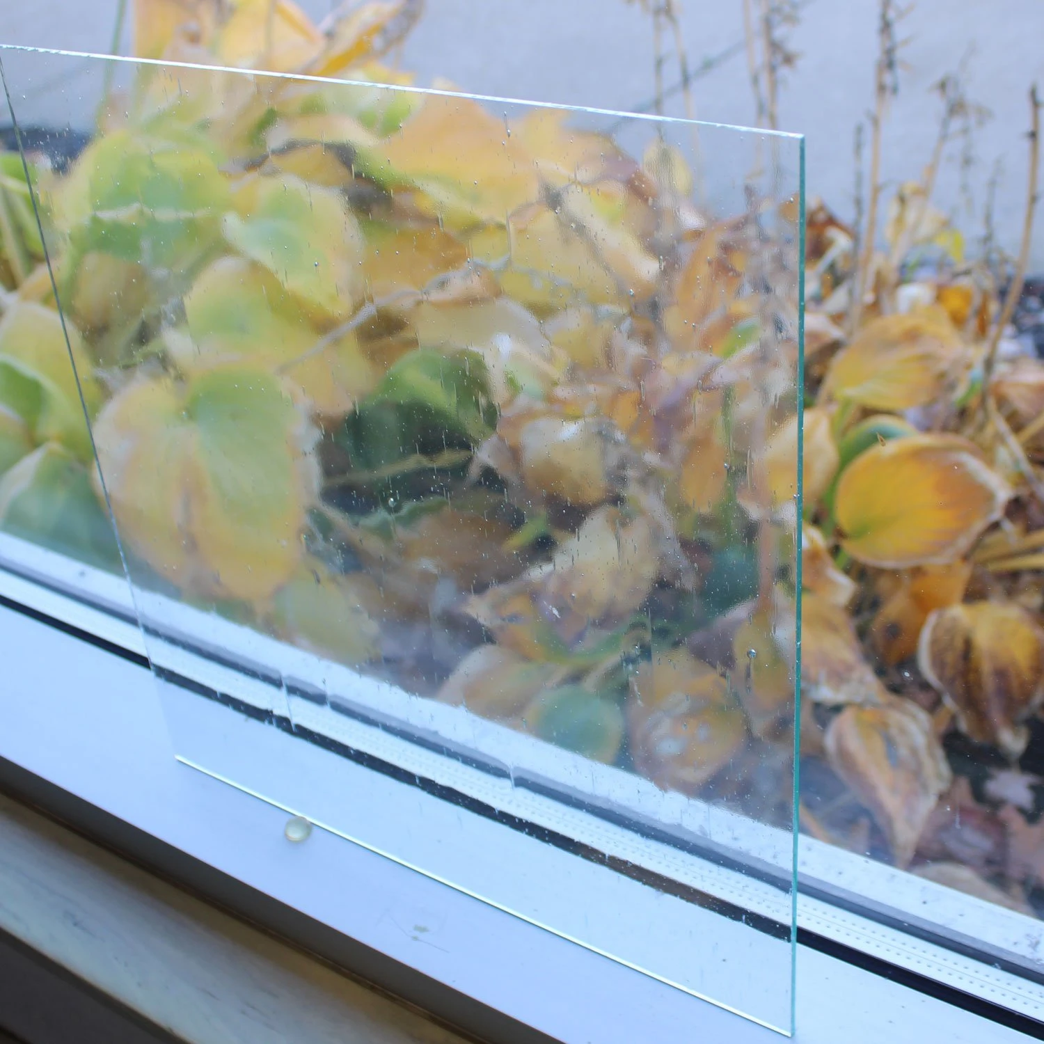 Clear Seedy 3 Clear Seedy - Image 3