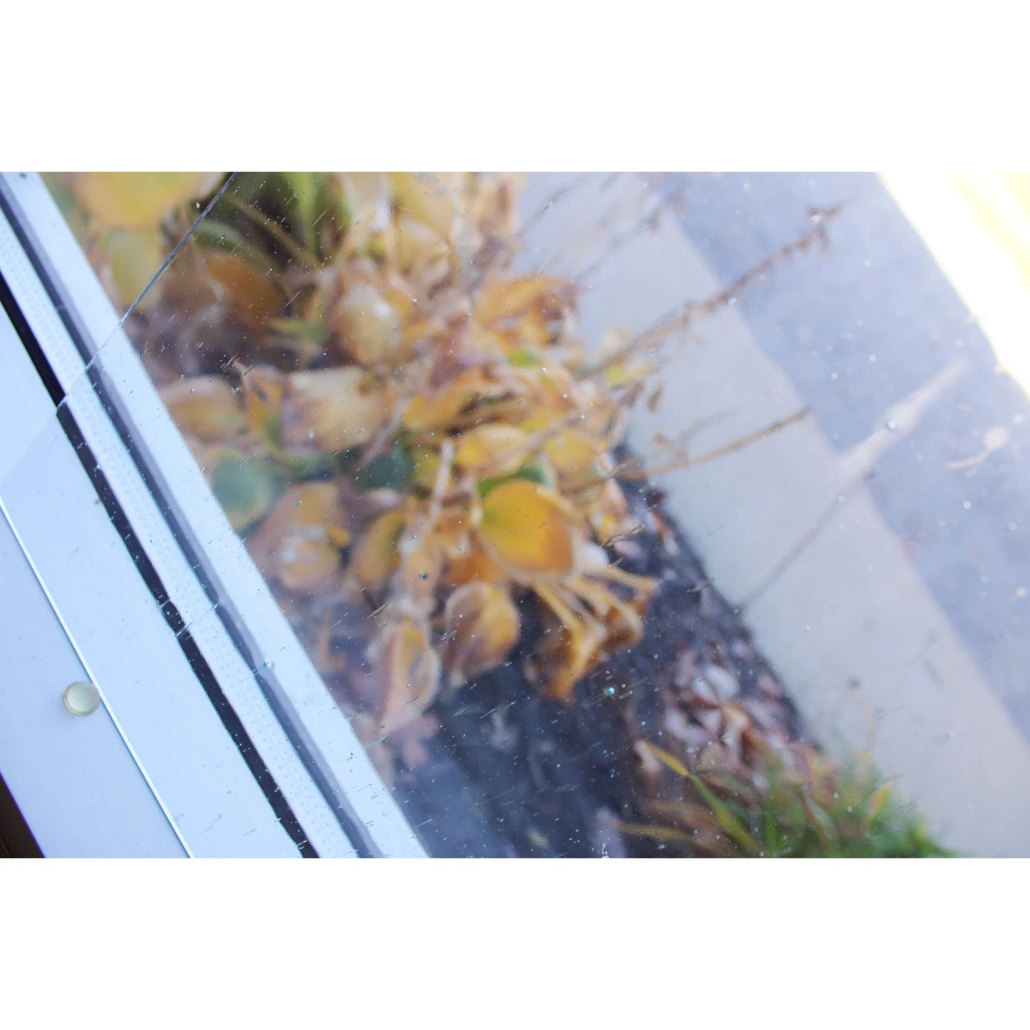 Clear Seedy 4 Clear Seedy - Image 4