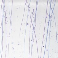 Bullseye Neo-Lavender, Purple And Cobalt Blue On Clear Mardi Gras - 90 COE -Odyssey Cheap Store 187591 80