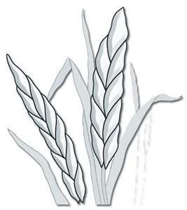 Harvest Grain Clear Bevel Cluster 3 Harvest Grain Clear Bevel Cluster - Image 3