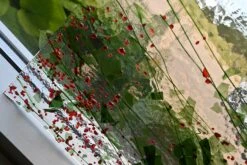 Bullseye Fracture Streamers Holly Berry On Clear - 90 COE -Odyssey Cheap Store 227805 40