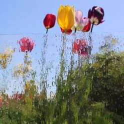 Oceanside Clear Rain Water -Odyssey Cheap Store 230153 70