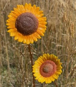 Large Sunflower Casting Mold 13 Large Sunflower Casting Mold -Odyssey Cheap Store 233930 60