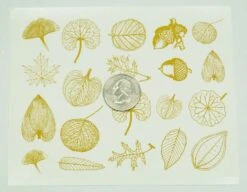 Gold Leaf Decals 7 Gold Leaf Decals -Odyssey Cheap Store 234072 20