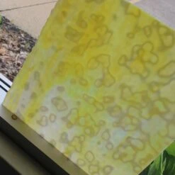 Uro Lemon Yellow, Golden Yellow And White Mottle -Odyssey Cheap Store 234858 30